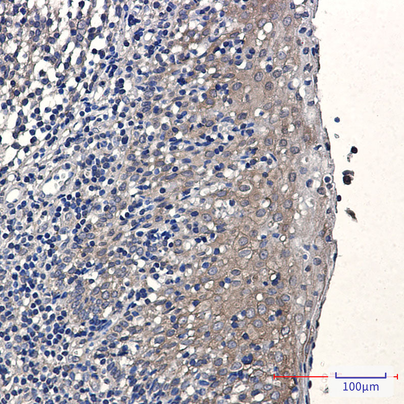Anti-Elongation Factor 1A1 Rabbit Monoclonal Antibody