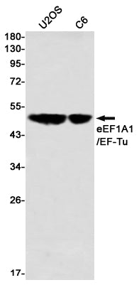 Anti-Elongation Factor 1A1 Rabbit Monoclonal Antibody