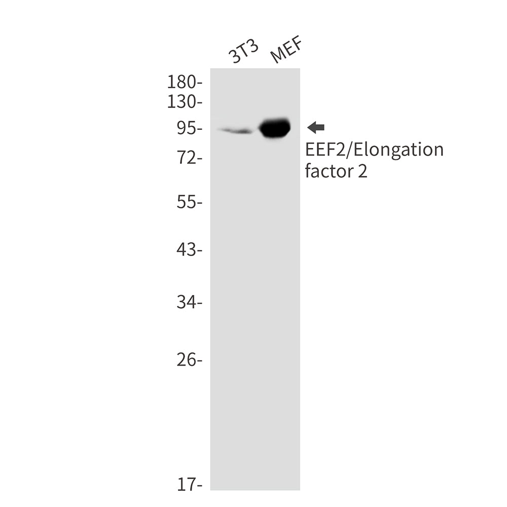 Anti-Elongation factor 2 Rabbit Monoclonal Antibody