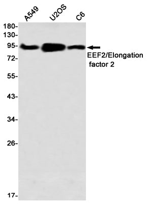 Anti-Elongation factor 2 Rabbit Monoclonal Antibody
