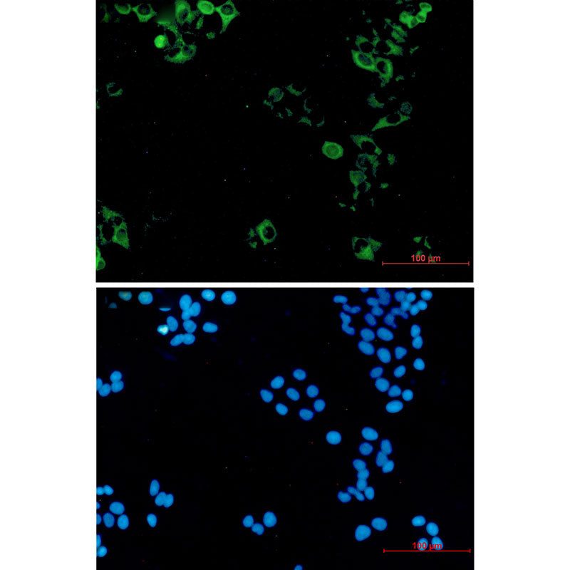 Anti-Eg5 Rabbit Monoclonal Antibody