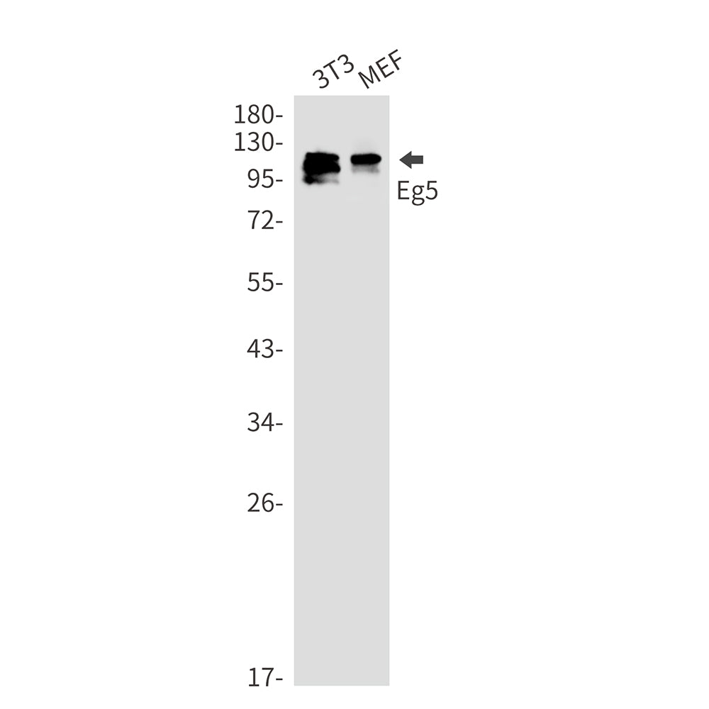 Anti-Eg5 Rabbit Monoclonal Antibody