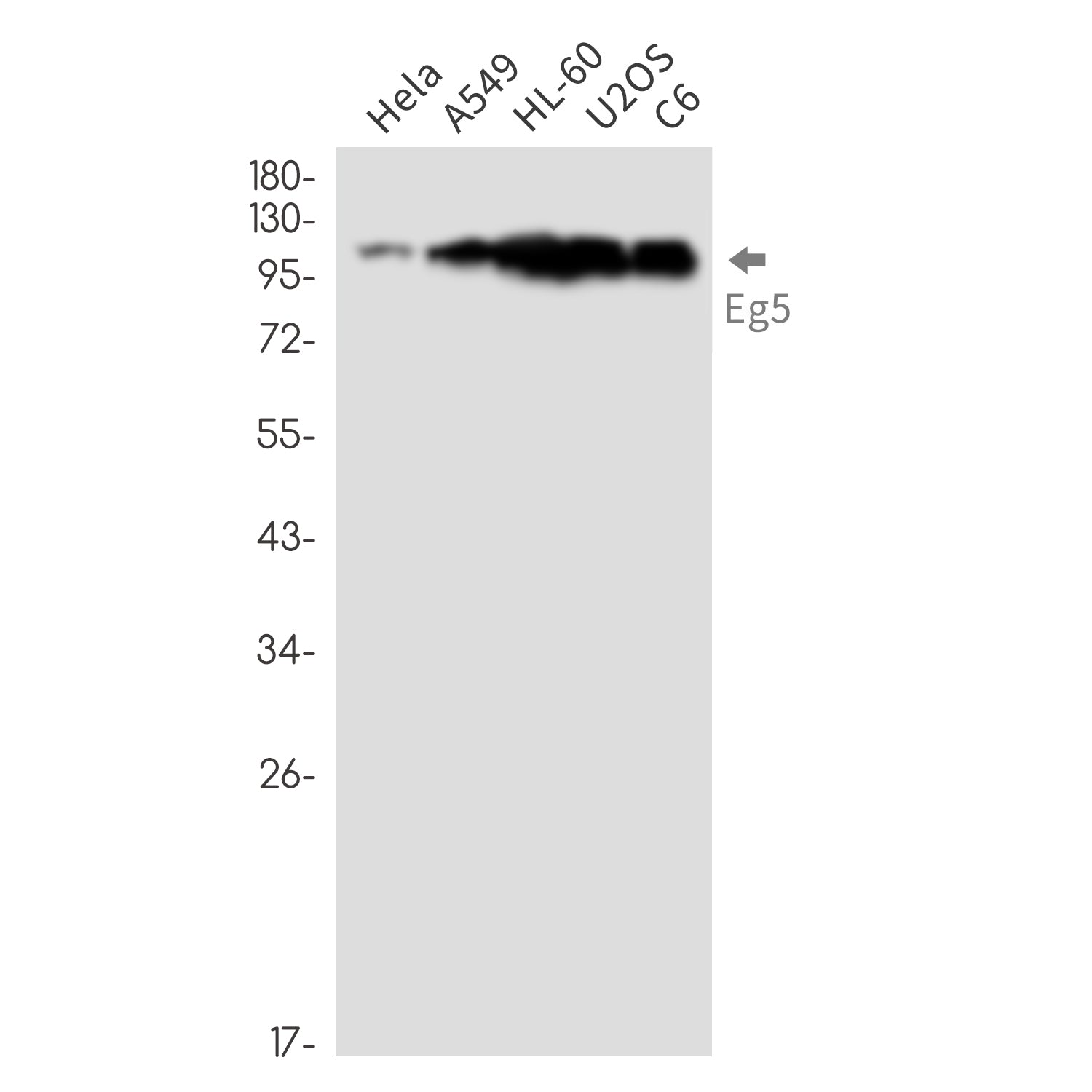 Anti-Eg5 Rabbit Monoclonal Antibody