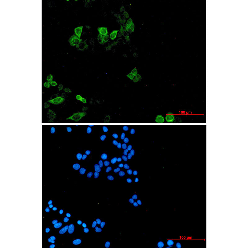 Anti-Eg5 Rabbit Monoclonal Antibody