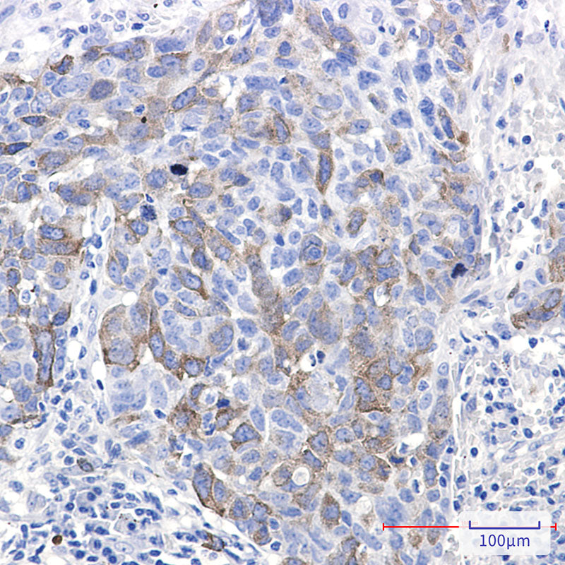 Anti-Eg5 Rabbit Monoclonal Antibody