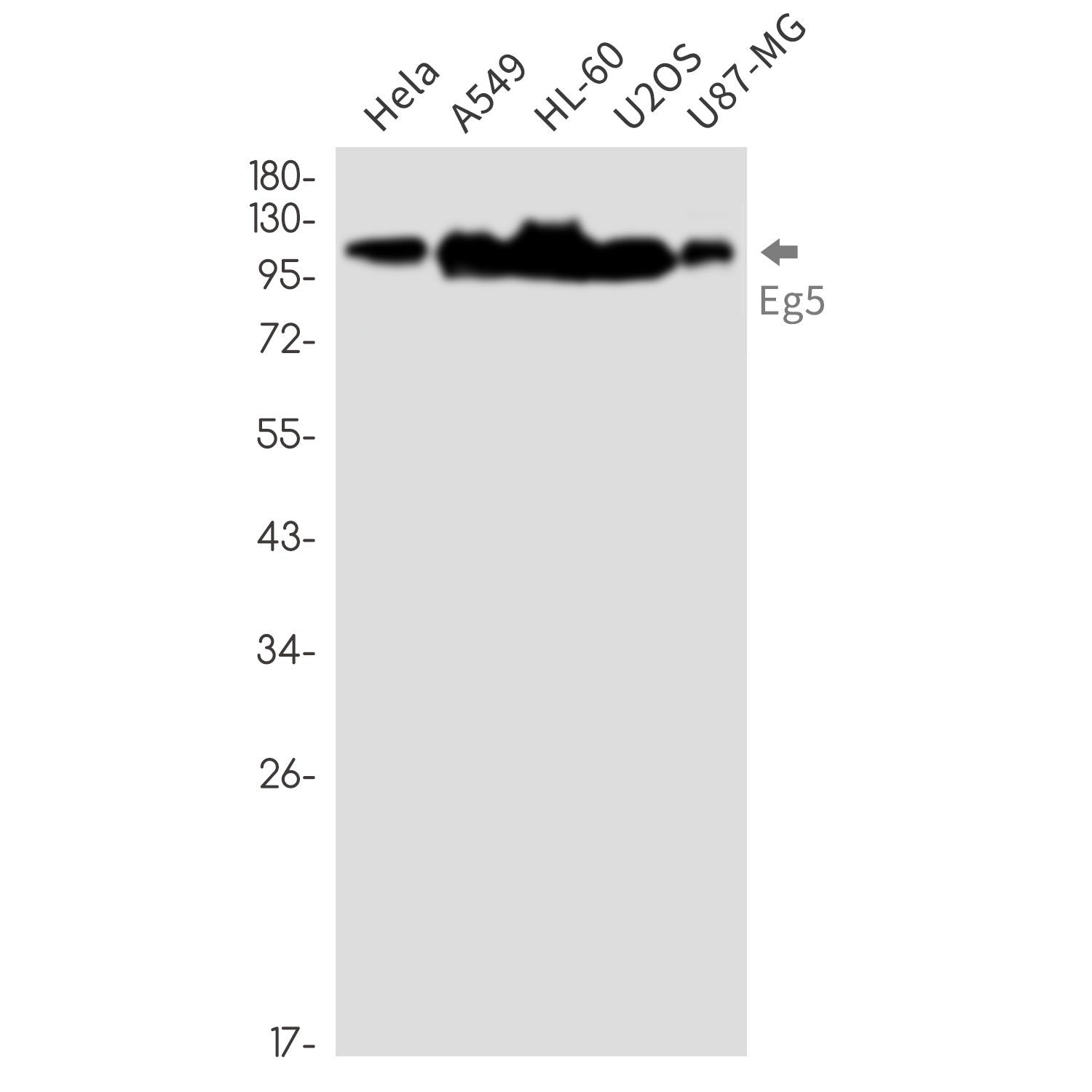 Anti-Eg5 Rabbit Monoclonal Antibody