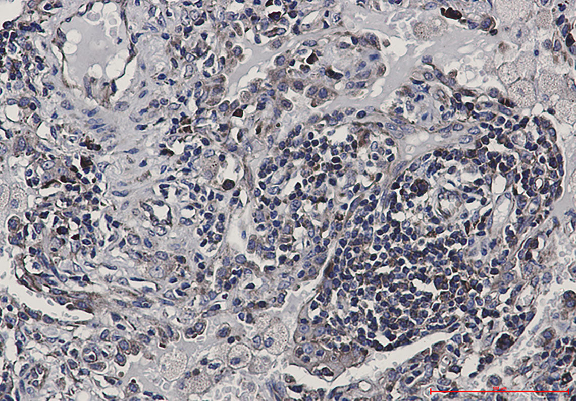 Anti-eIF4B Rabbit Monoclonal Antibody