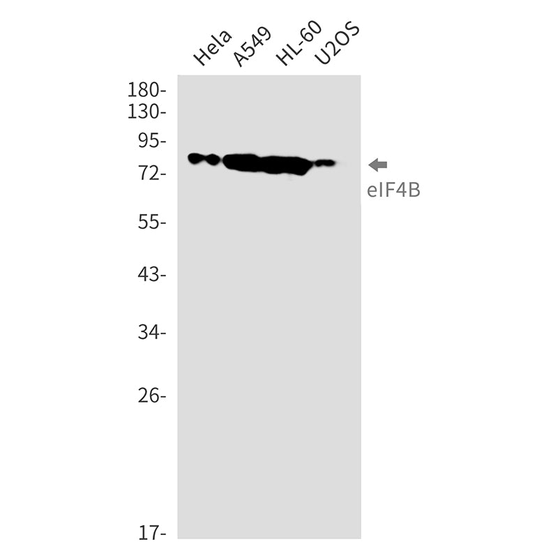 Anti-eIF4B Rabbit Monoclonal Antibody