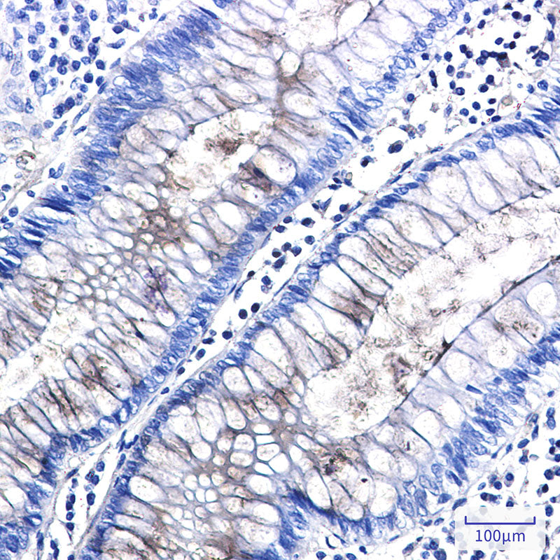 Anti-Entactin Rabbit Monoclonal Antibody