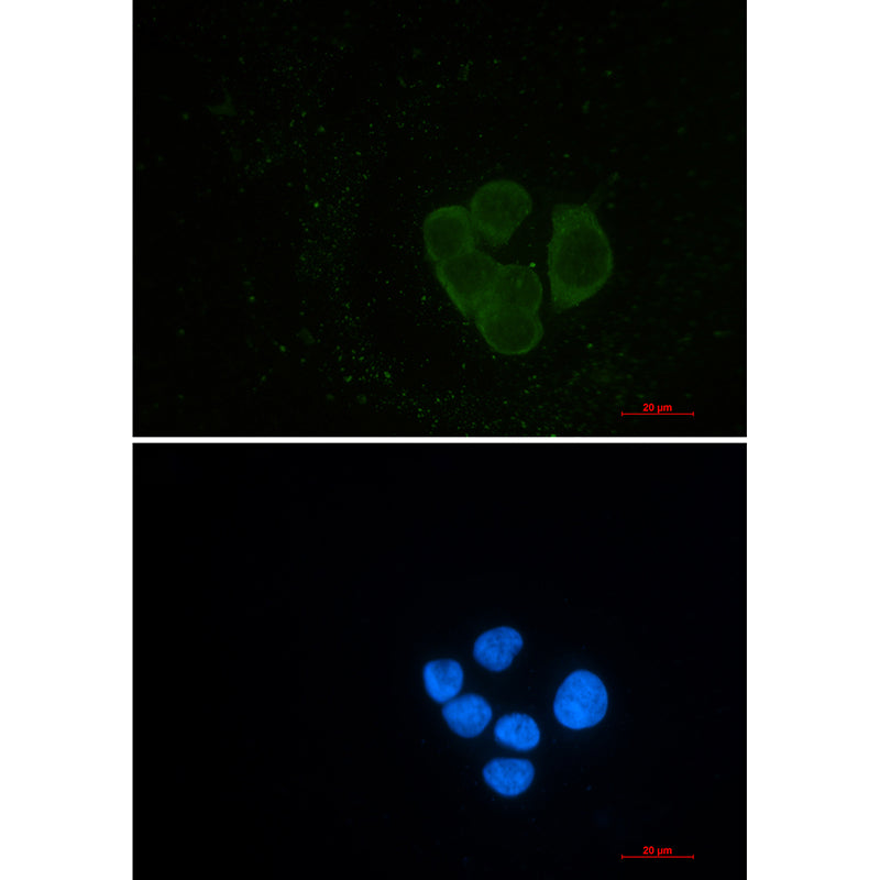 Anti-EPS15R Rabbit Monoclonal Antibody