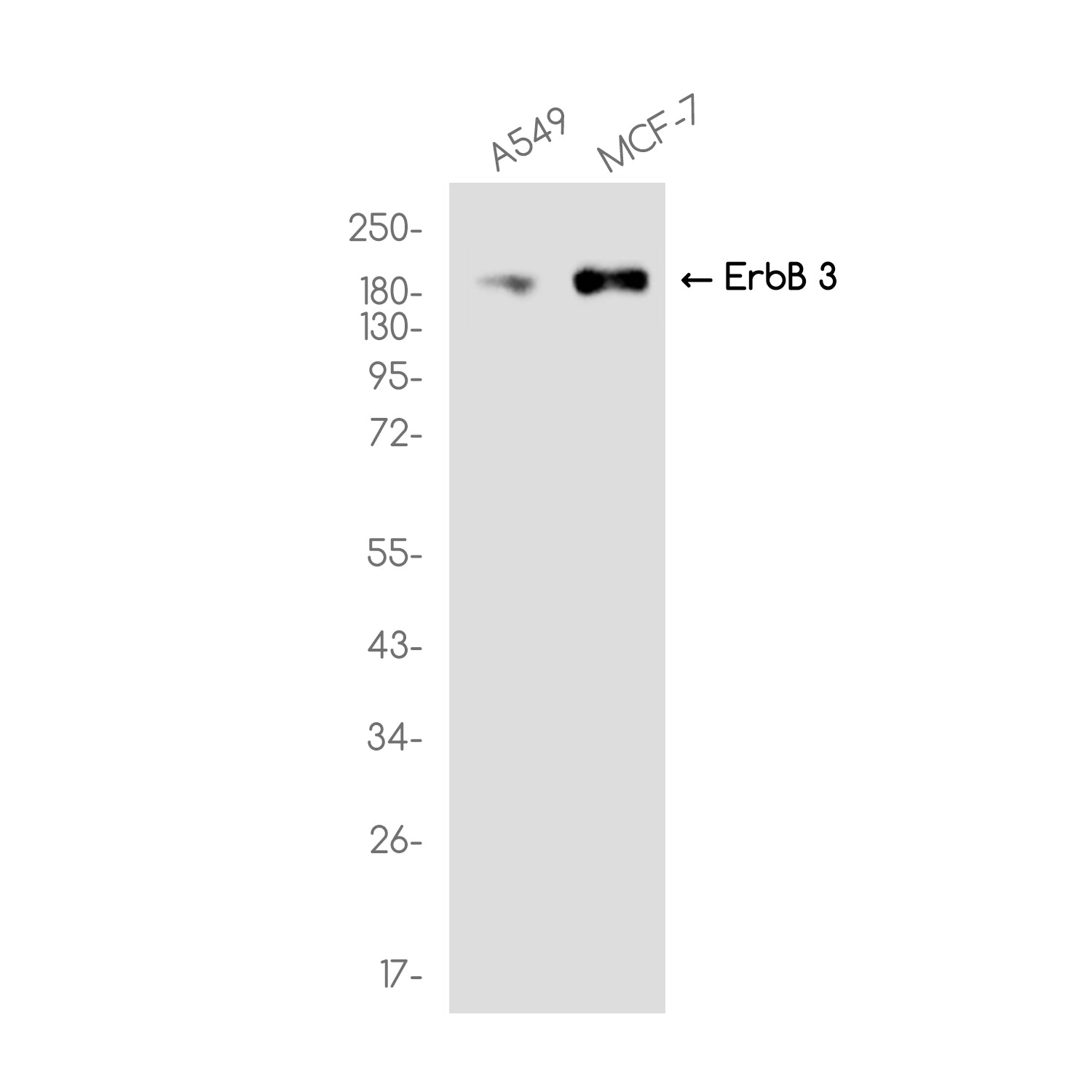 Anti-ErbB 3 Rabbit Monoclonal Antibody