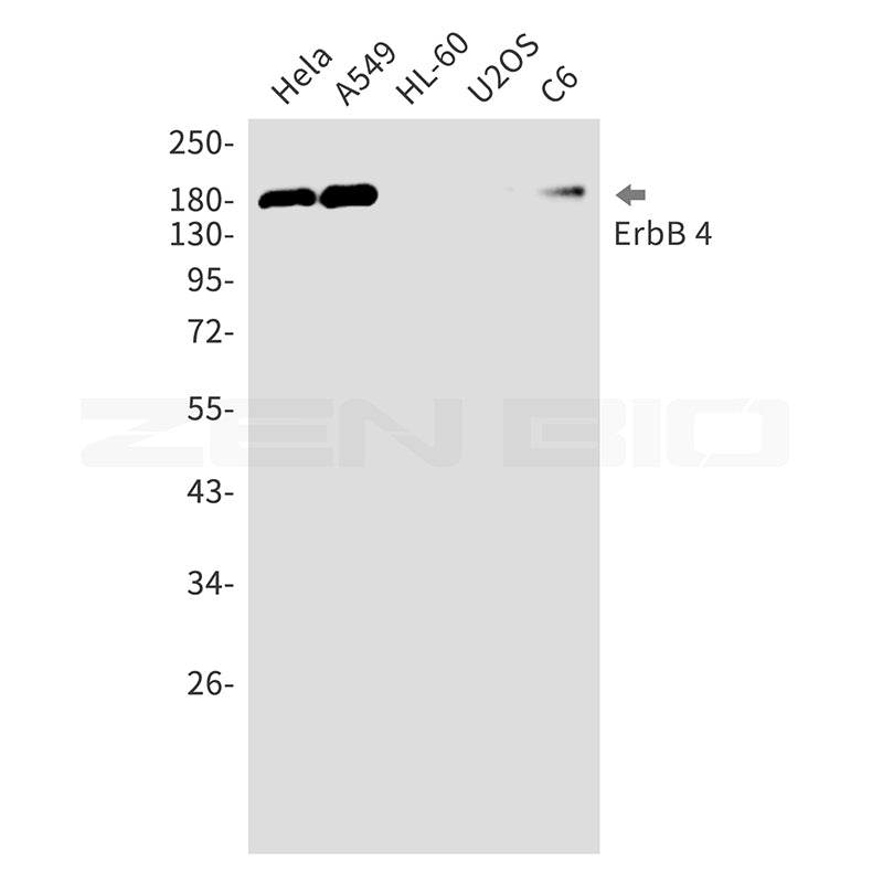 Anti-ErbB 4 Rabbit Monoclonal Antibody