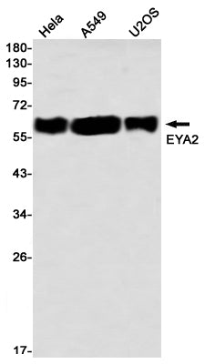 Anti-EYA2 Rabbit Monoclonal Antibody