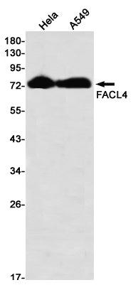 Anti-FACL4 Rabbit Monoclonal Antibody