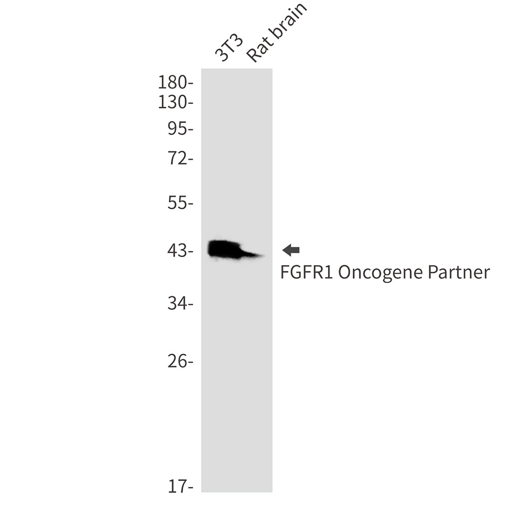 Anti-FGFR1 Oncogene Partner Rabbit Monoclonal Antibody