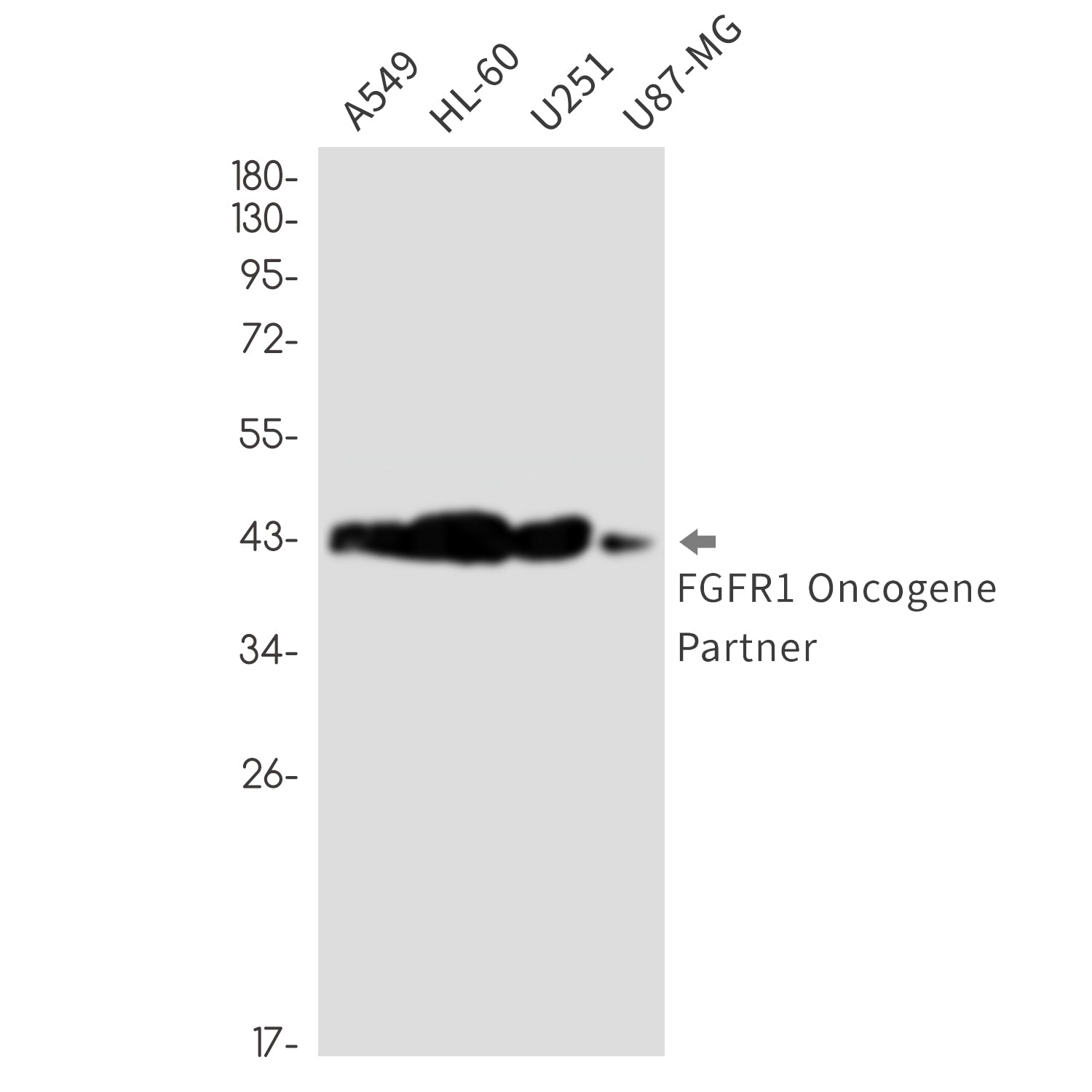 Anti-FGFR1 Oncogene Partner Rabbit Monoclonal Antibody