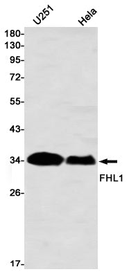 Anti-FHL1 Rabbit Monoclonal Antibody