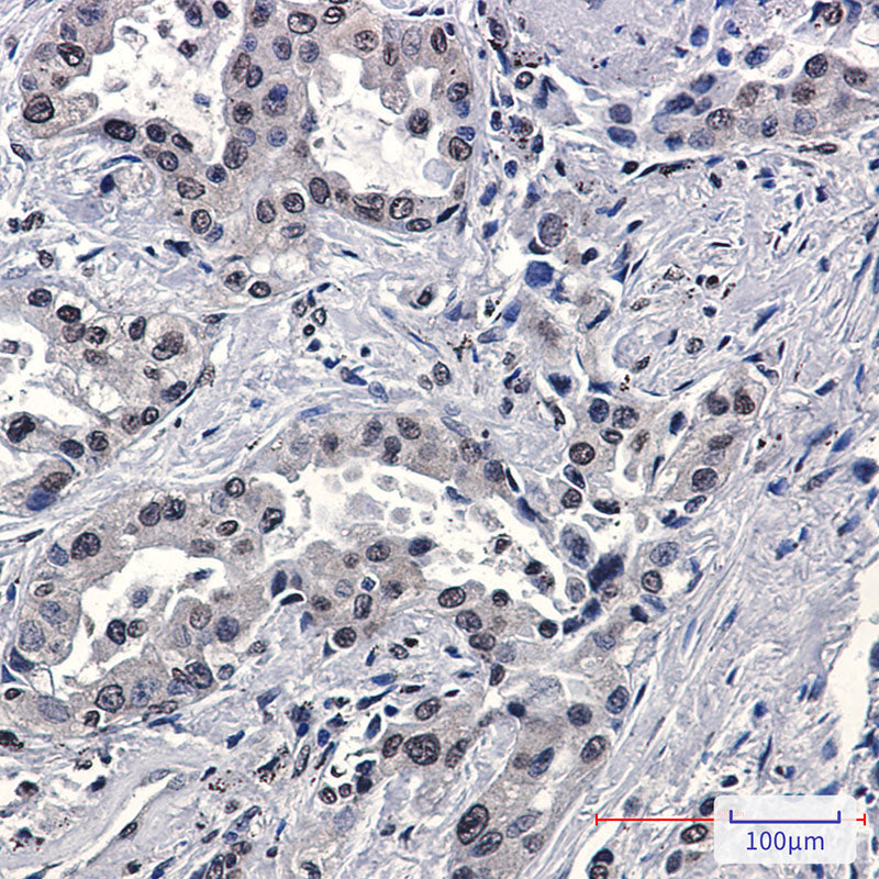 Anti-FKBP52 Rabbit Monoclonal Antibody