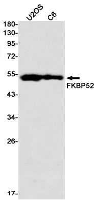 Anti-FKBP52 Rabbit Monoclonal Antibody