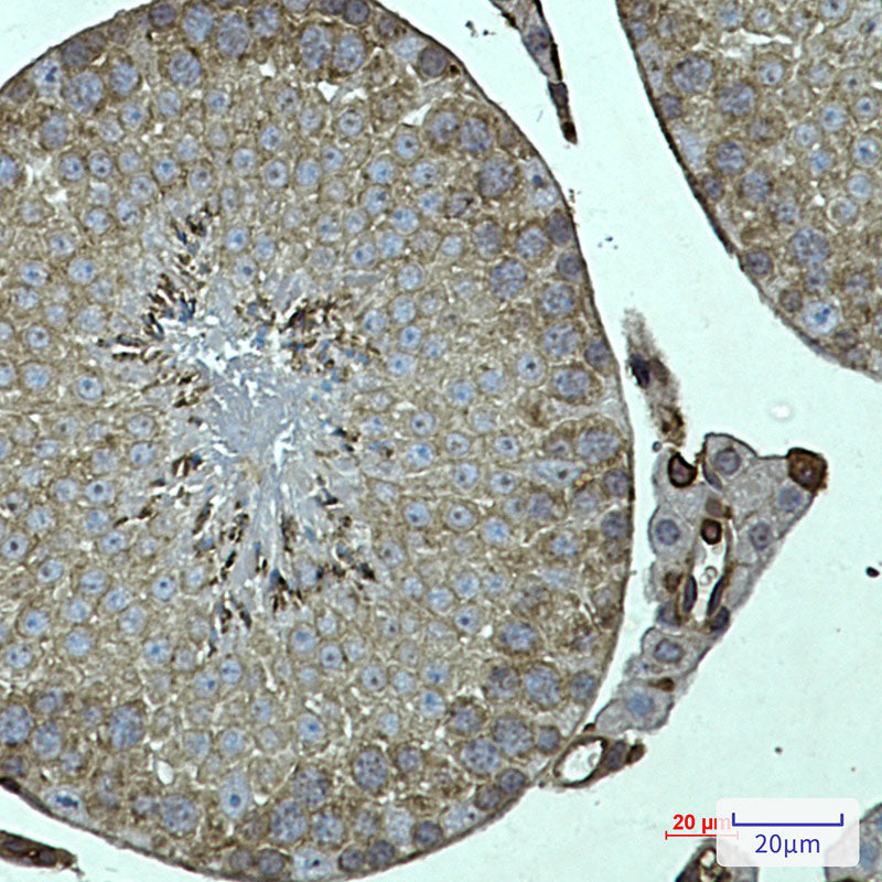 Anti-FKBP6 Rabbit Monoclonal Antibody