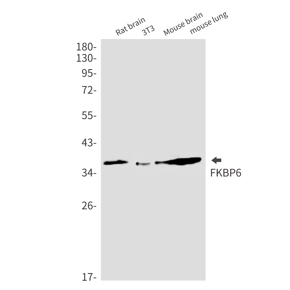 Anti-FKBP6 Rabbit Monoclonal Antibody