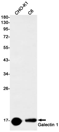 Anti-Galectin 1 Rabbit Monoclonal Antibody