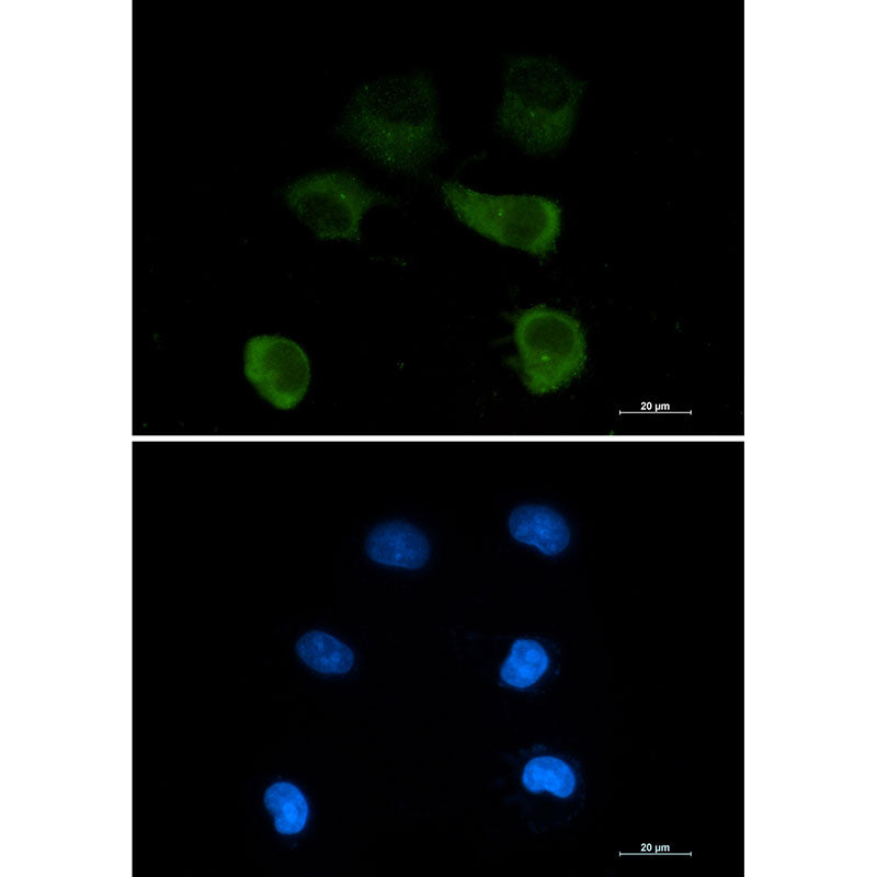 Anti-gamma Tubulin Rabbit Monoclonal Antibody