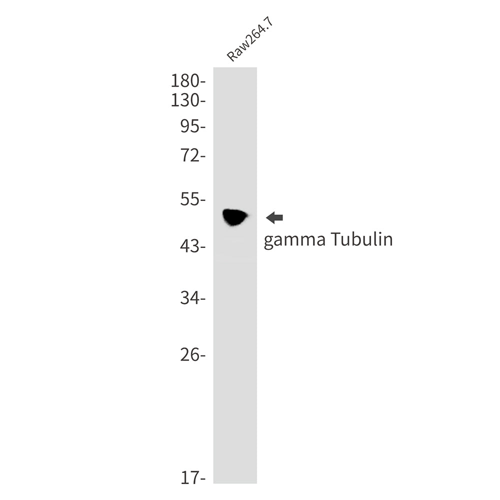 Anti-gamma Tubulin Rabbit Monoclonal Antibody
