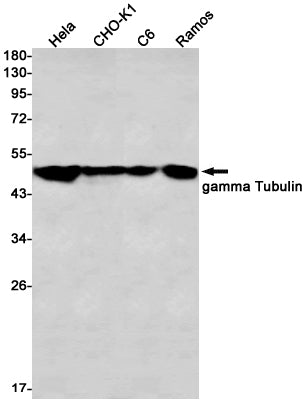 Anti-gamma Tubulin Rabbit Monoclonal Antibody