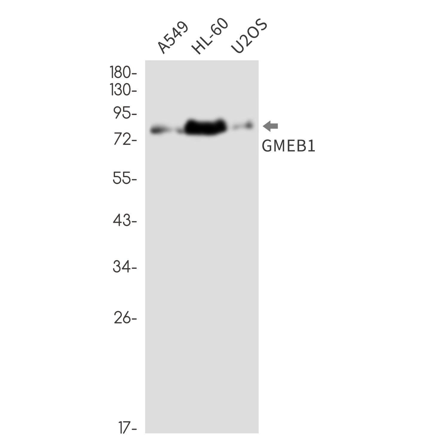Anti-GMEB1 Rabbit Monoclonal Antibody