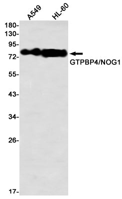 Anti-GTPBP4 Rabbit Monoclonal Antibody