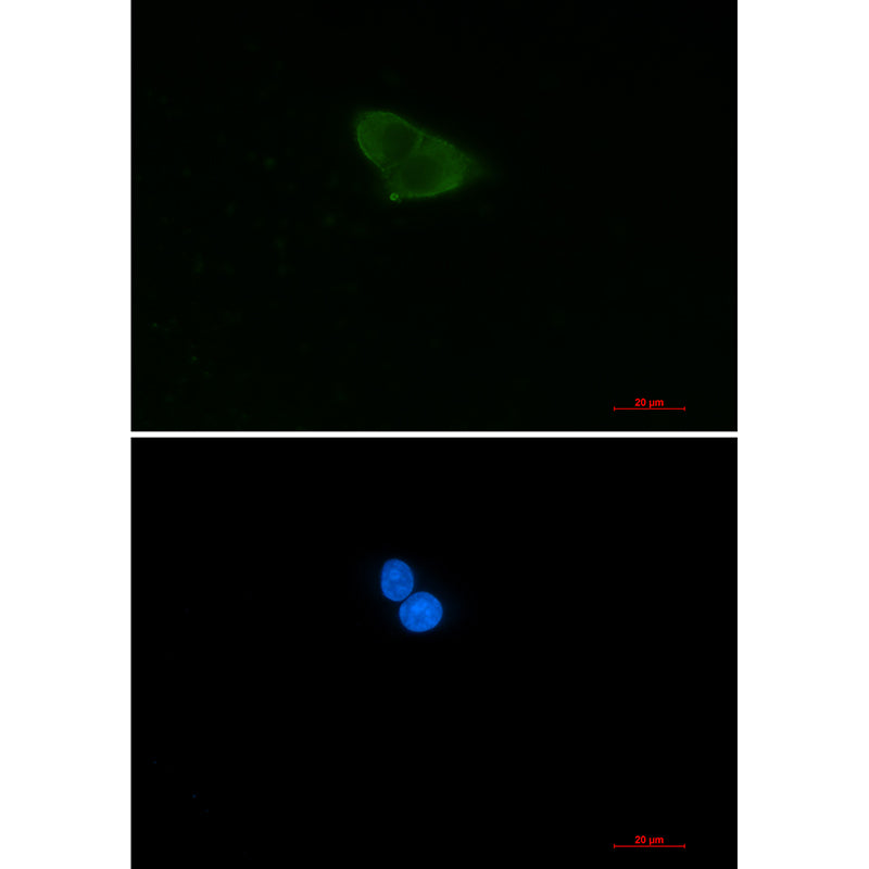 Anti-HINT1 Rabbit Monoclonal Antibody