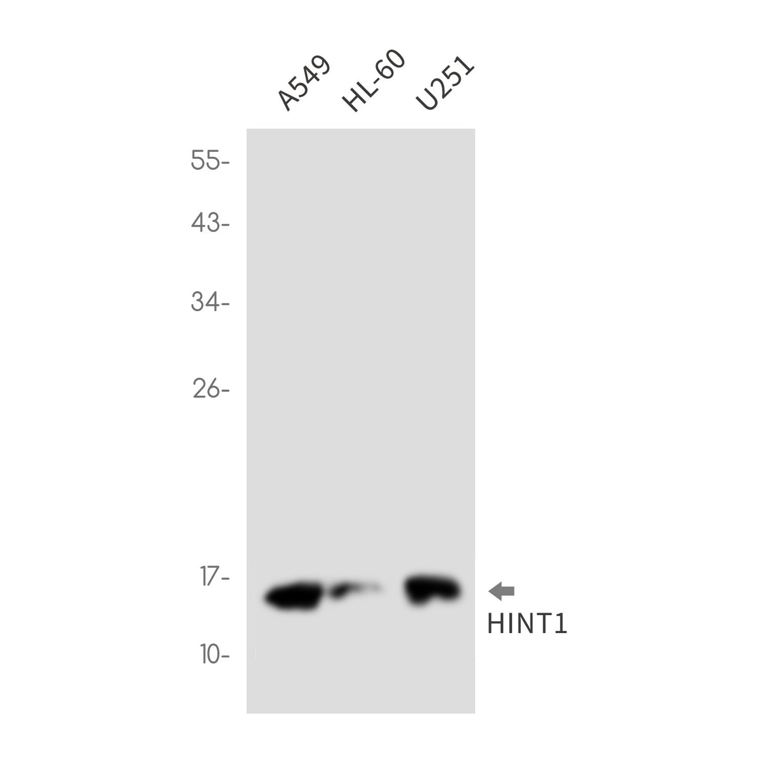 Anti-HINT1 Rabbit Monoclonal Antibody
