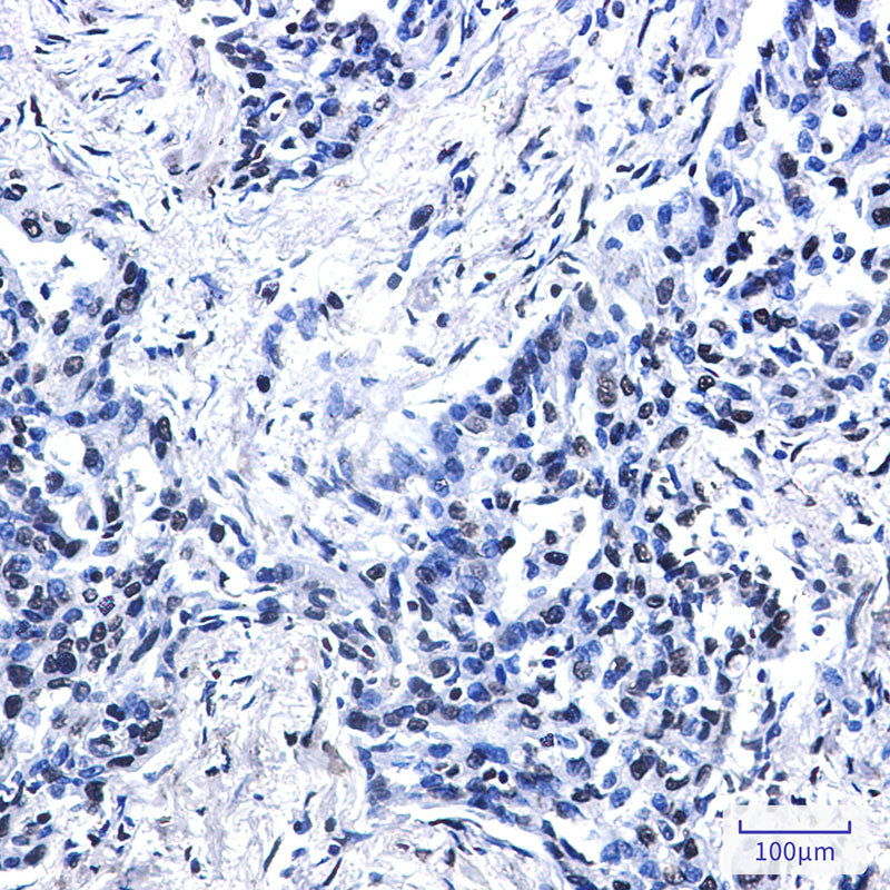 Anti-Histone H2A.X Rabbit Monoclonal Antibody