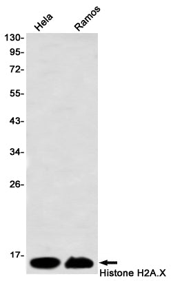 Anti-Histone H2A.X Rabbit Monoclonal Antibody