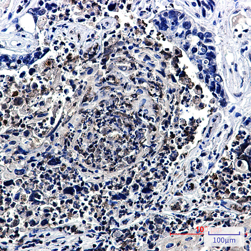 Anti-HJURP Rabbit Monoclonal Antibody