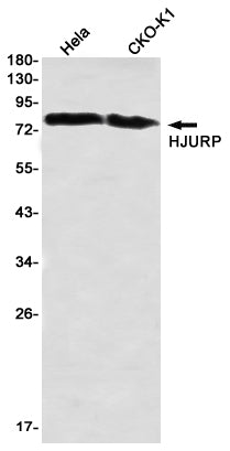Anti-HJURP Rabbit Monoclonal Antibody