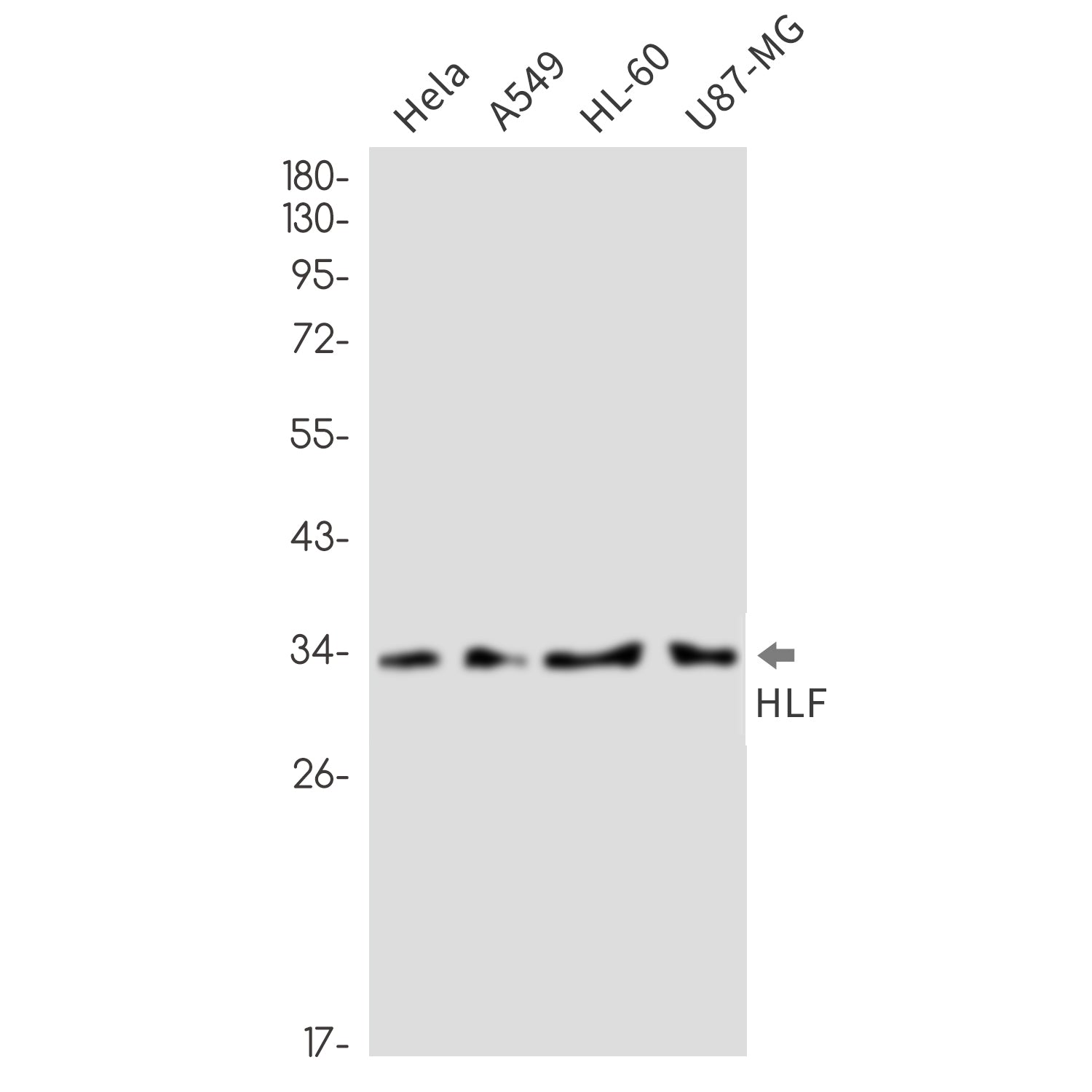 Anti-HLF Rabbit Monoclonal Antibody