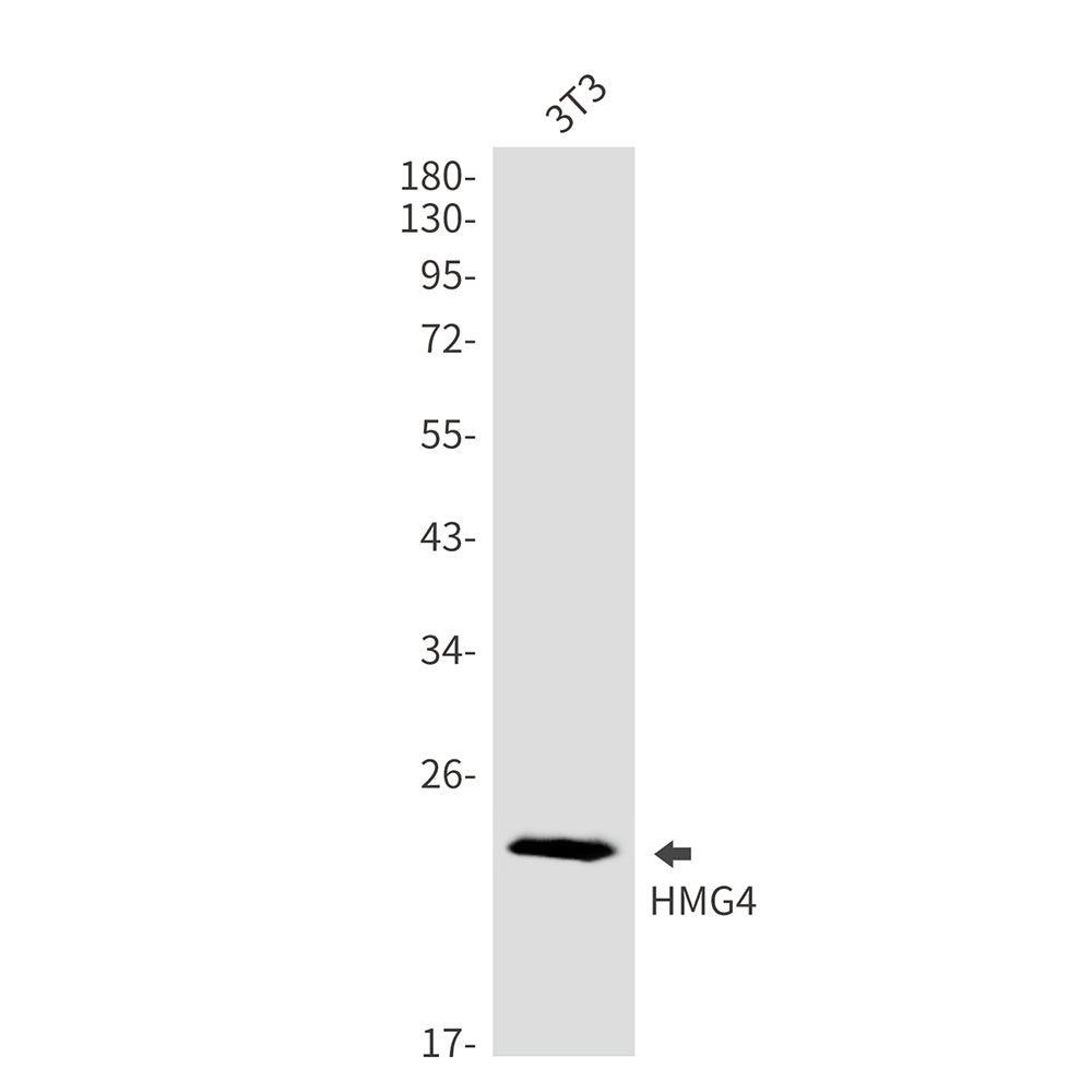Anti-HMG4 Rabbit Monoclonal Antibody