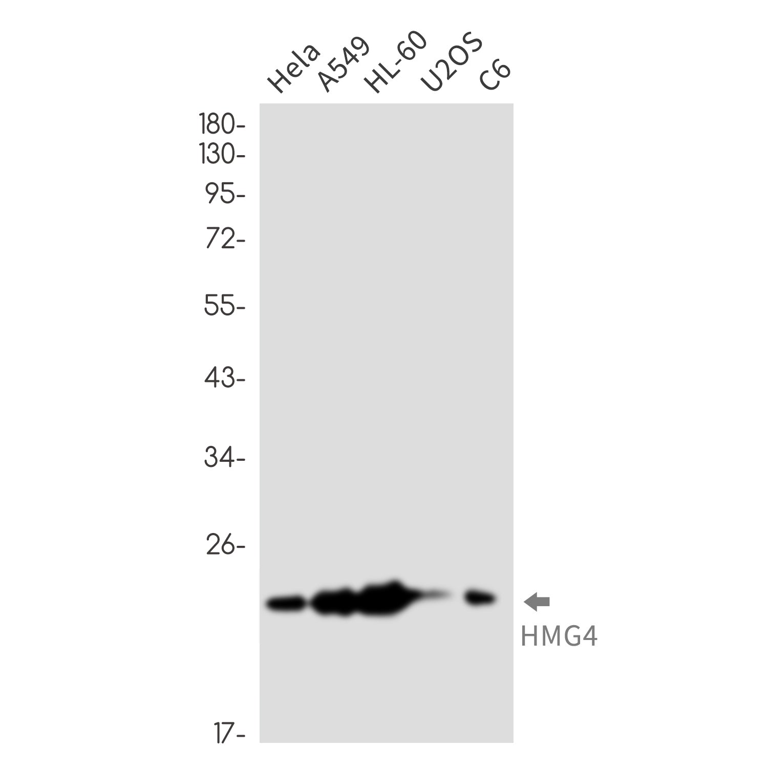 Anti-HMG4 Rabbit Monoclonal Antibody