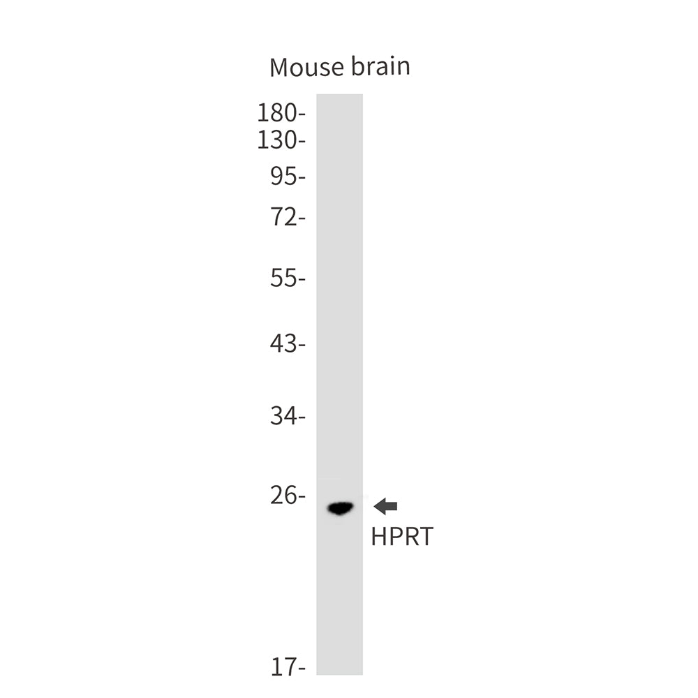 Anti-HPRT Rabbit Monoclonal Antibody