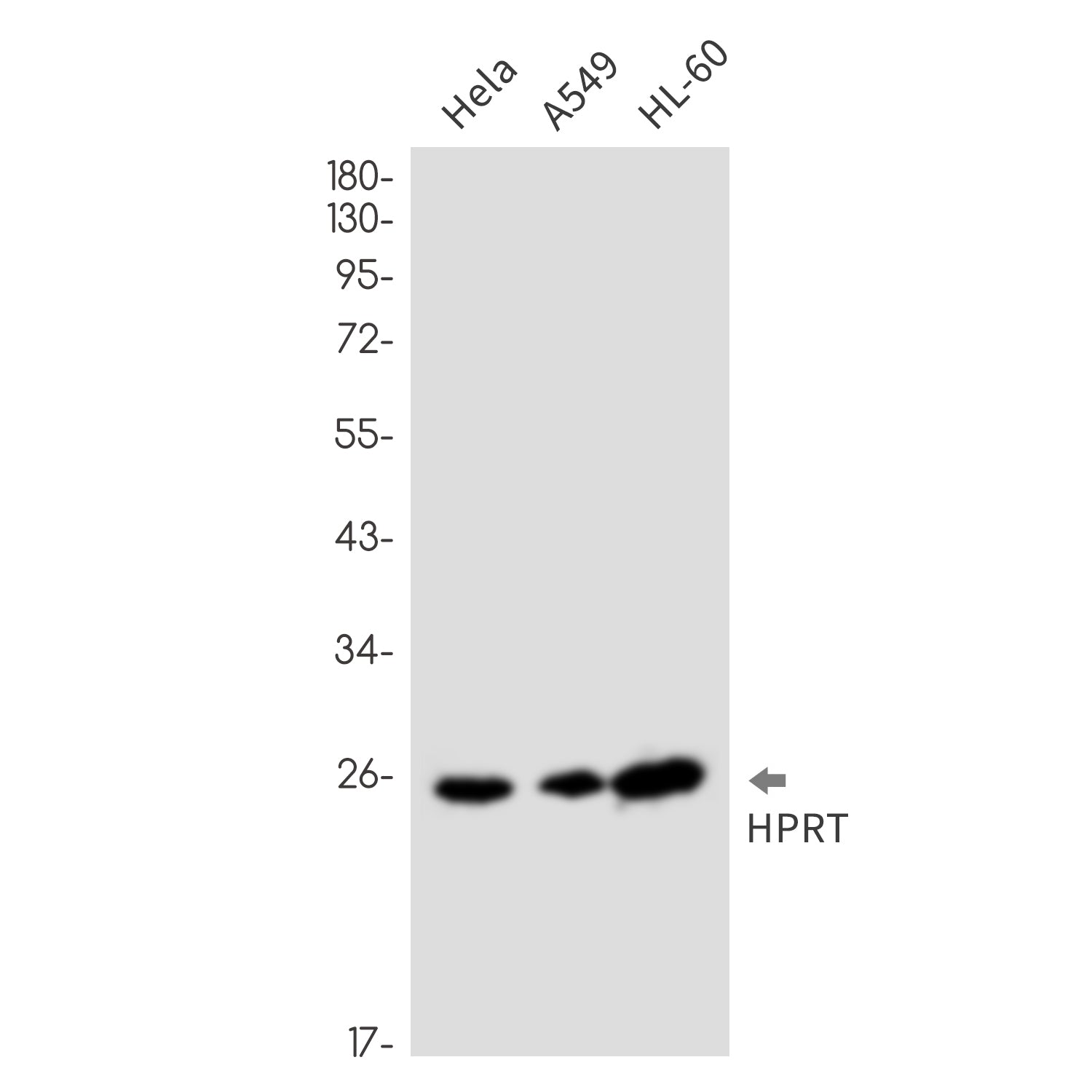 Anti-HPRT Rabbit Monoclonal Antibody