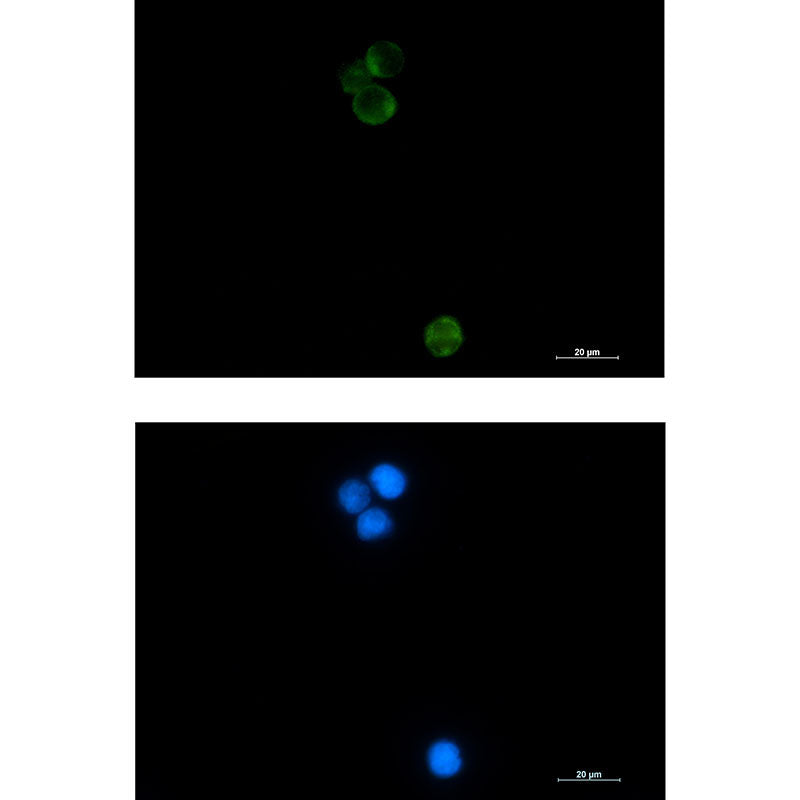 Anti-HspA14 Rabbit Monoclonal Antibody