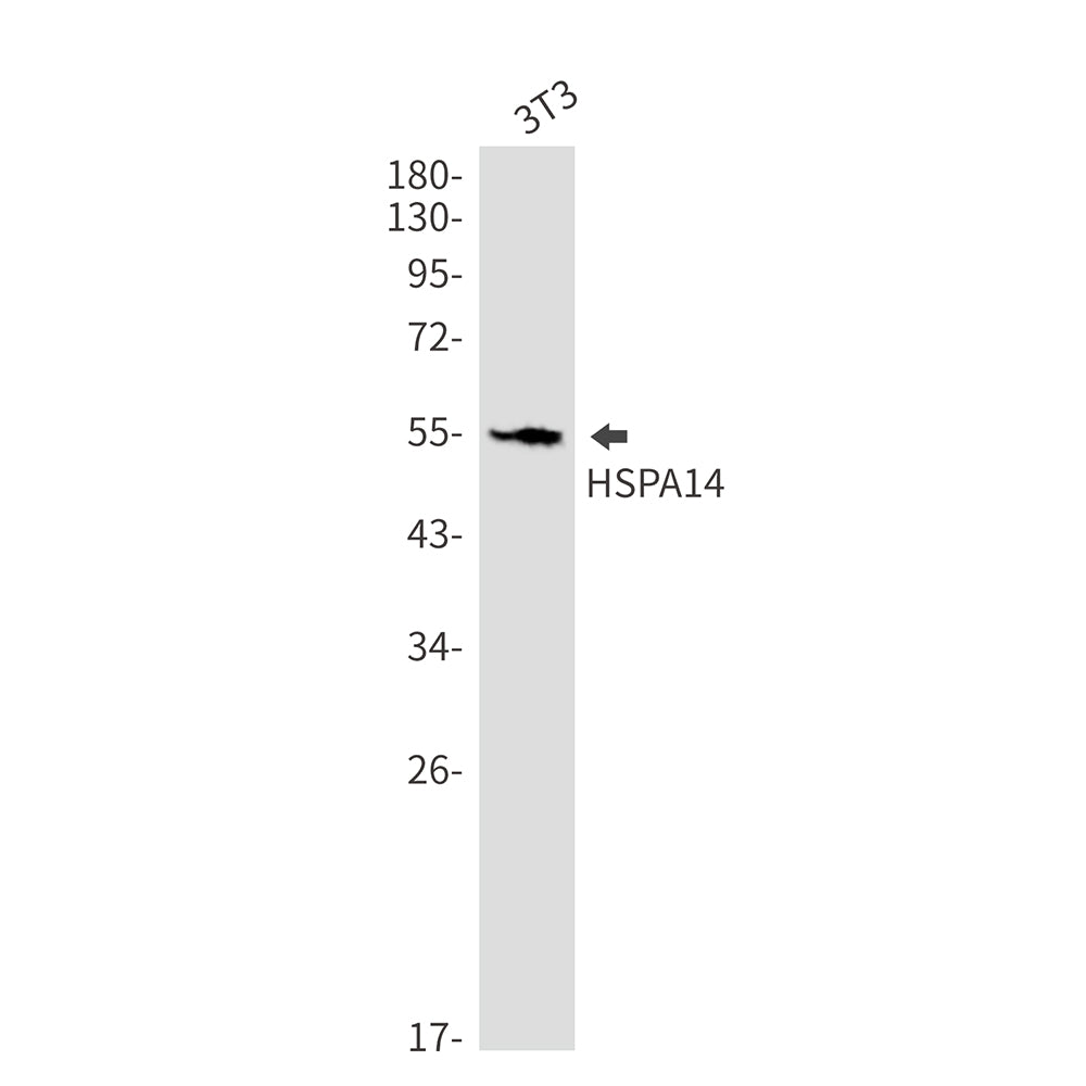Anti-HspA14 Rabbit Monoclonal Antibody