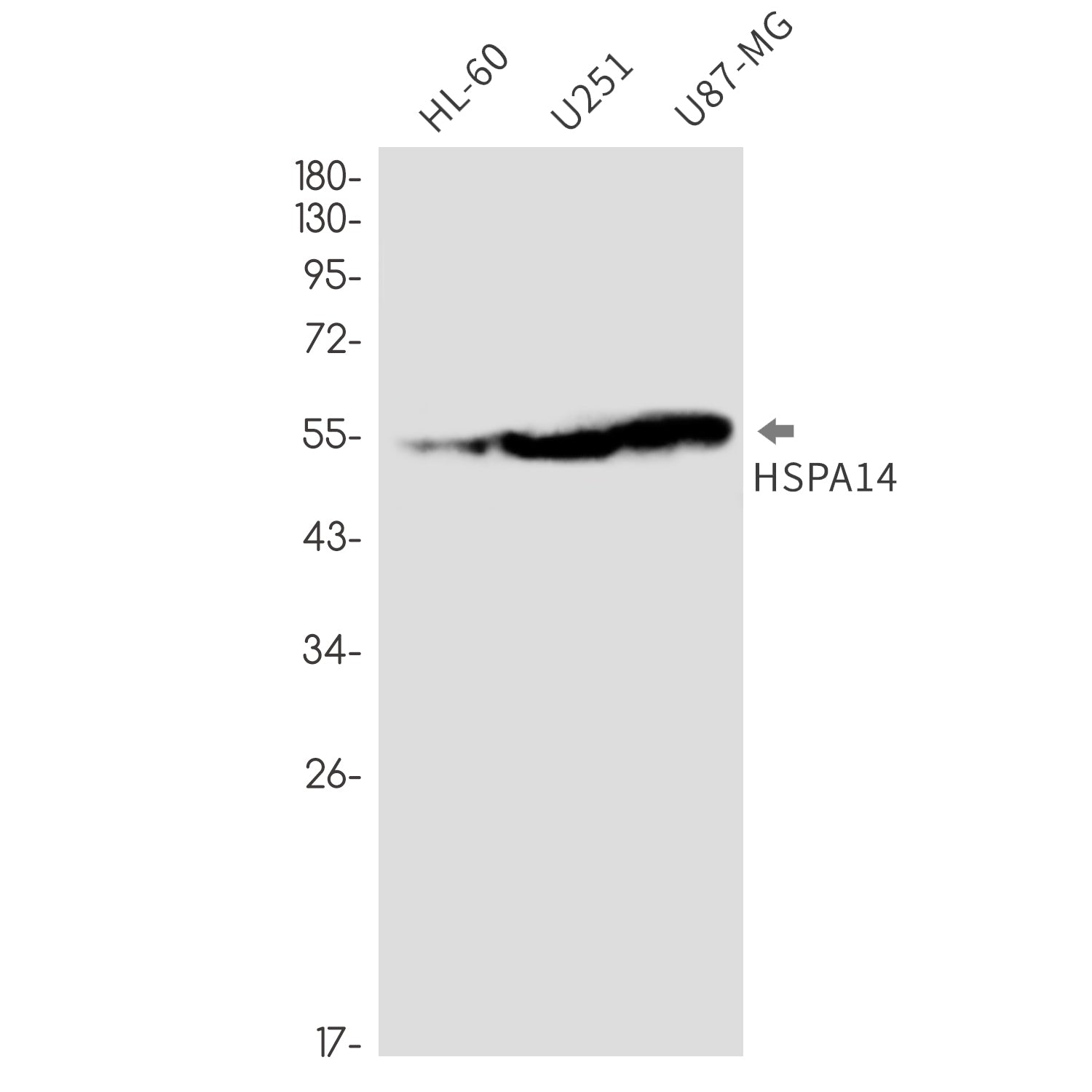 Anti-HspA14 Rabbit Monoclonal Antibody