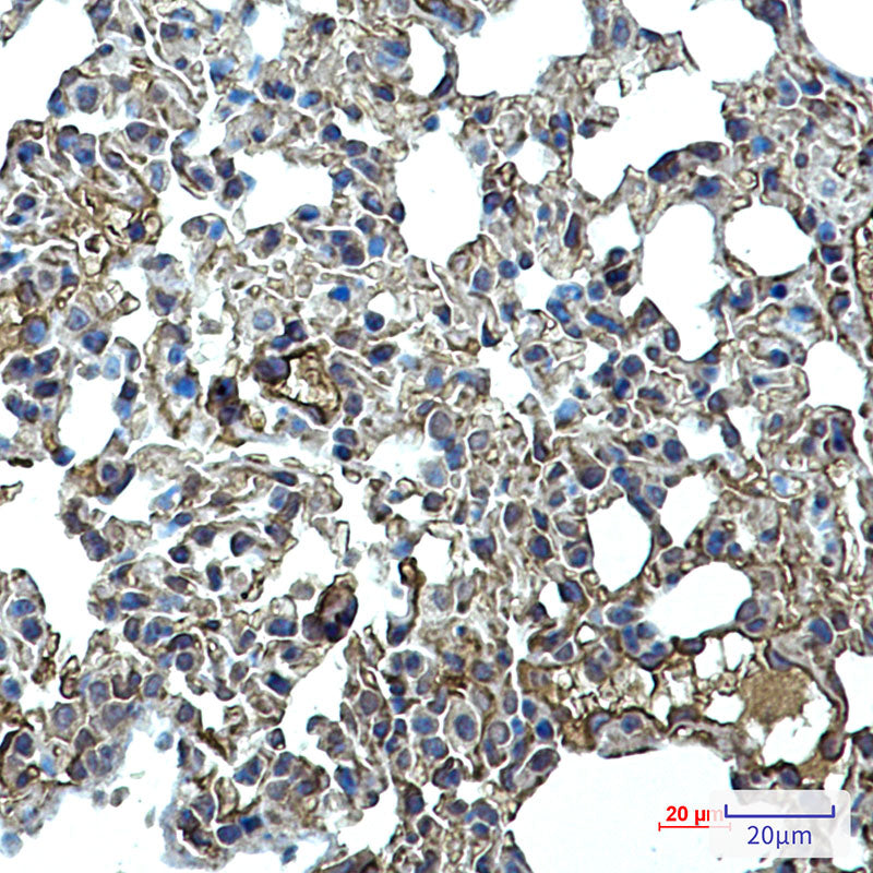 Anti-ICAM2 Rabbit Monoclonal Antibody