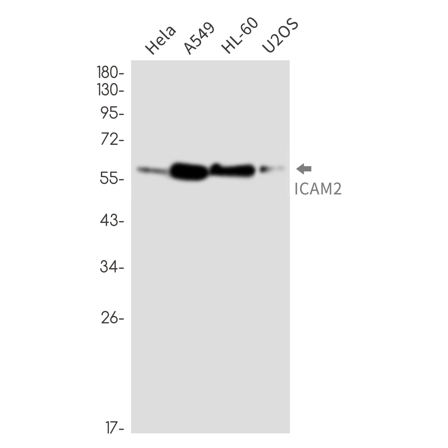 Anti-ICAM2 Rabbit Monoclonal Antibody