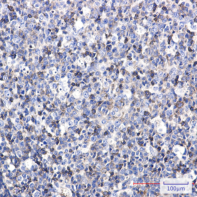 Anti-ICAM3 Rabbit Monoclonal Antibody