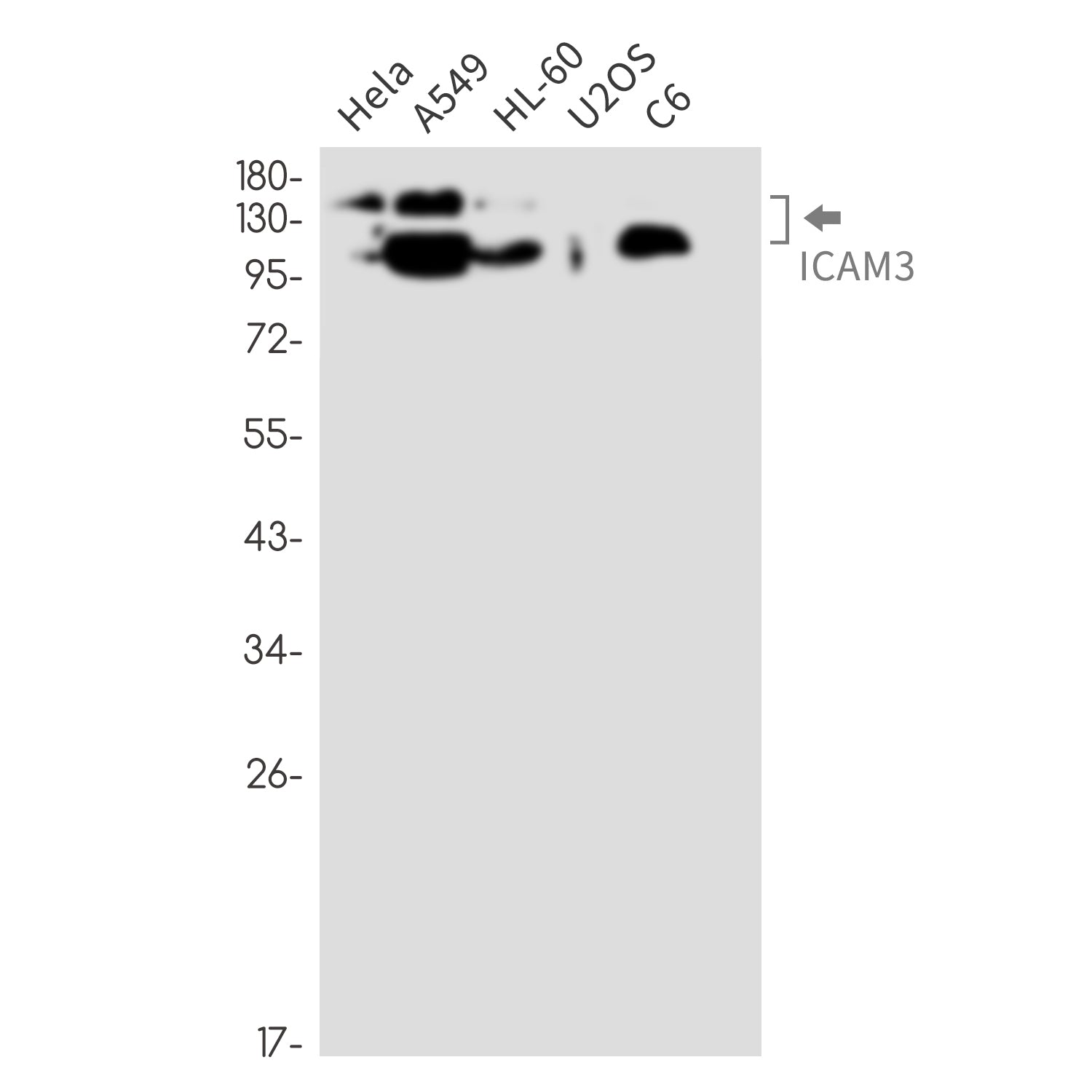 Anti-ICAM3 Rabbit Monoclonal Antibody