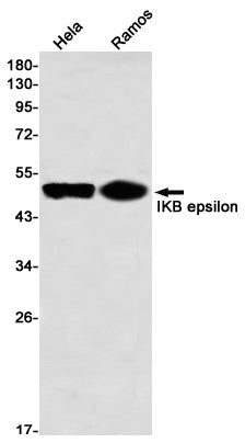 Anti-IKB epsilon Rabbit Monoclonal Antibody